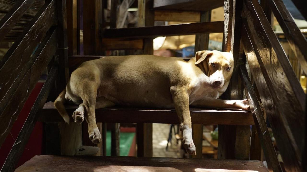 Lazy Dog Bed&Breakfast Balabag  Eksteriør bilde