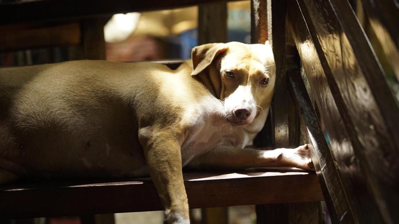 Lazy Dog Bed&Breakfast Balabag  Eksteriør bilde